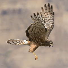Circus cinereus