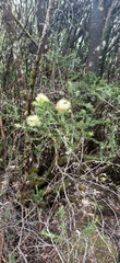 Melaleuca virens