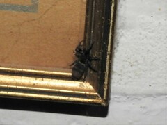 Latonigena auricomis