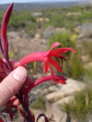 Watsonia vanderspuyae