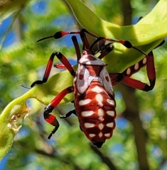 Pachylis neocalifornicus