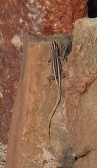 Platysaurus intermedius rhodesianus