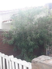 Sapium haematospermum