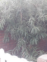 Sapium haematospermum