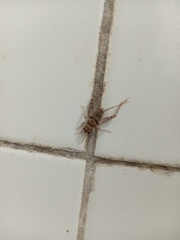 Gryllodes sigillatus