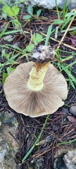 Pholiota highlandensis