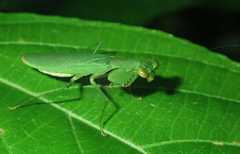 Tithrone roseipennis