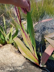 Watsonia vanderspuyae
