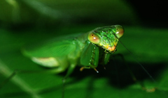 Tithrone roseipennis