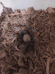 Brachypelma albiceps