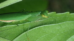 Tithrone roseipennis