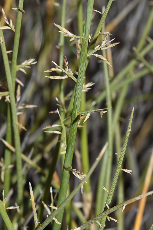 Spiny Love Grass
