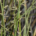 Spiny Love Grass - Photo (c) cliffdorse, some rights reserved (CC BY-NC), uploaded by cliffdorse