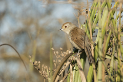 Thamnophilus ruficapillus