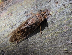Diceroprocta swalei