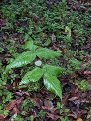 Arisaema ringens
