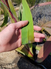 Watsonia vanderspuyae