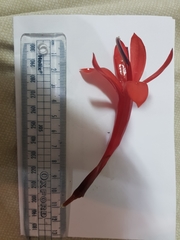 Watsonia vanderspuyae