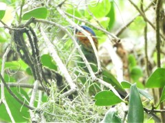 Tangara cyanocephala