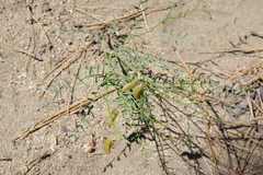 Astragalus bicristatus
