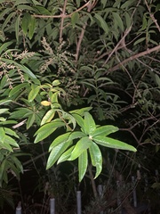 Aloysia citrodora