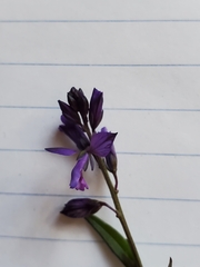 Polygala vulgaris