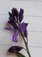 Polygala vulgaris