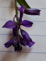 Polygala vulgaris