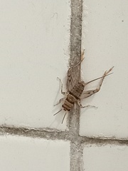 Gryllodes sigillatus