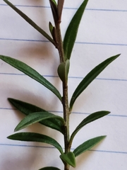 Polygala vulgaris