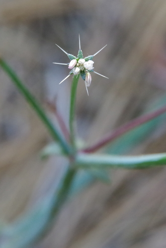 Acanthoscyphus parishii var. cienegensis