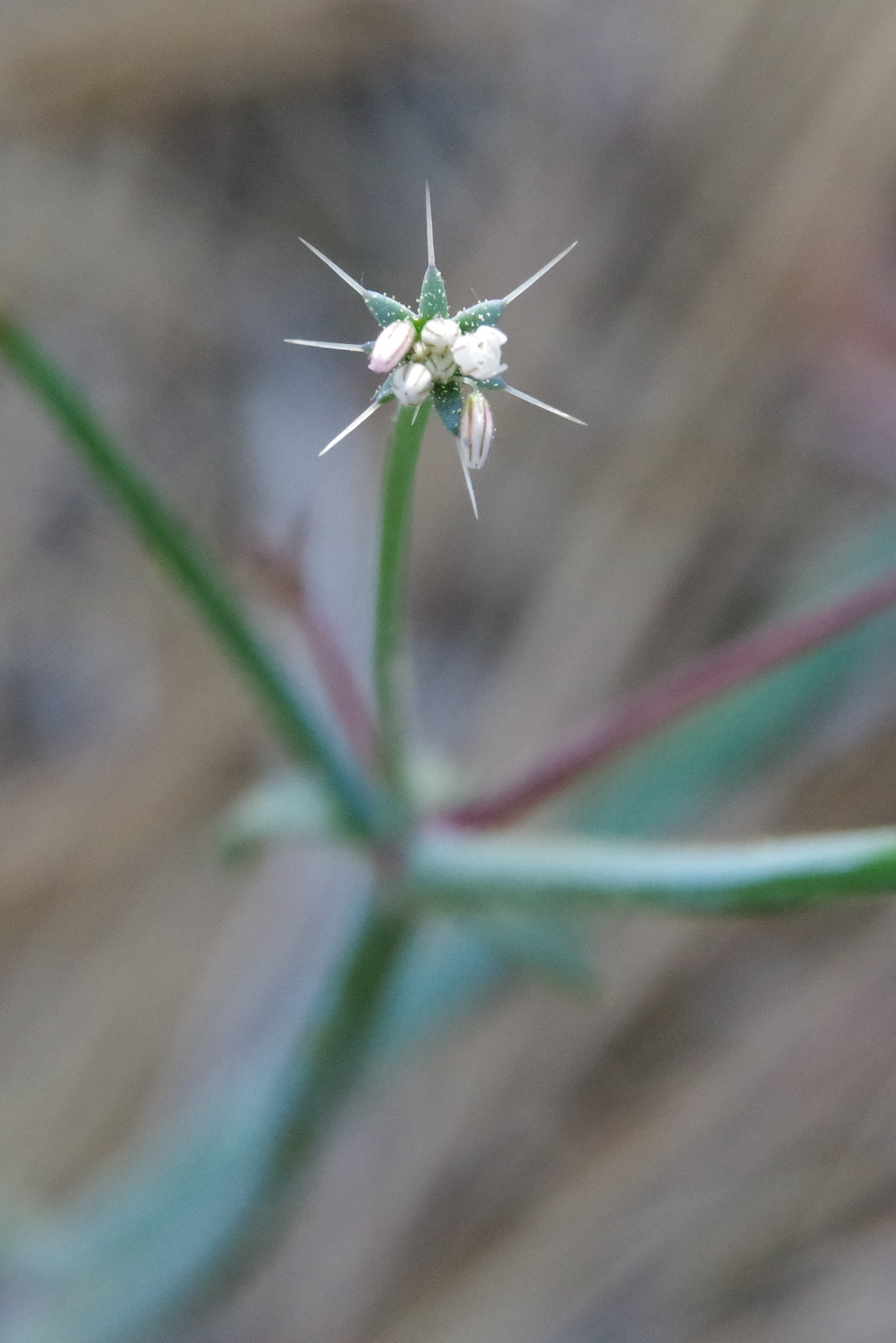 Acanthoscyphus parishii var. cienegensis
