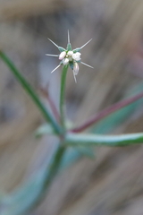 Acanthoscyphus parishii cienegensis