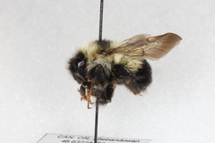 Bombus sandersoni