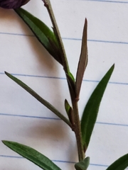 Polygala vulgaris
