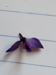 Polygala vulgaris