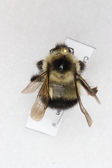 Bombus sandersoni