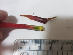 Watsonia vanderspuyae