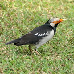 Gracupica floweri