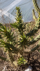Austrocylindropuntia subulata