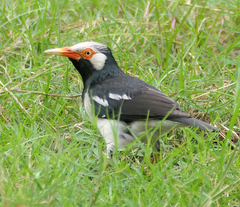 Gracupica floweri