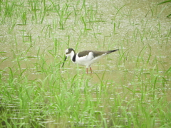Himantopus mexicanus melanurus