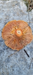 Lactarius deliciosus