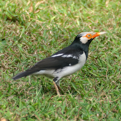 Gracupica floweri