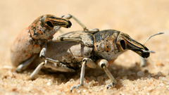 Ammocleonus hieroglyphicus