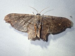 Epipleminae