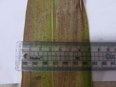 Watsonia vanderspuyae