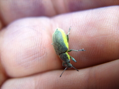 Chlorophanus viridis