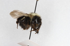 Bombus sandersoni
