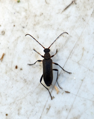 Grammoptera ruficornis